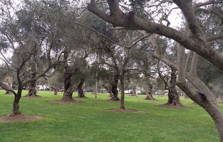 2.1470518565.olive-grove