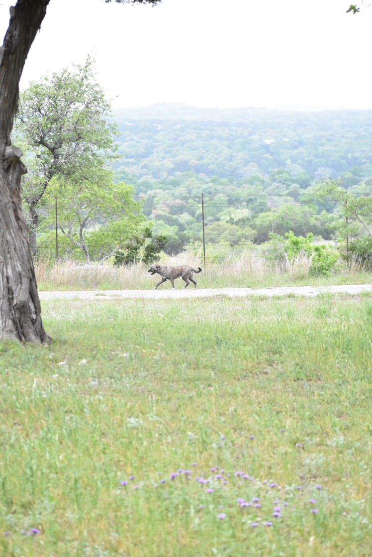 Timber Wimberley Texas Ranch