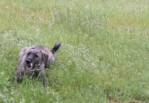 Timber Whiskey Creek Ranch Wimberley Texas