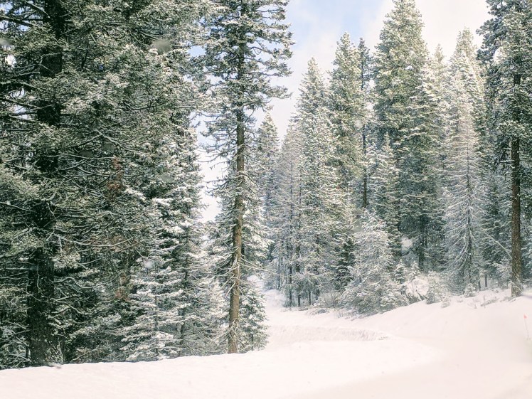 McCall Idaho snow covered trees