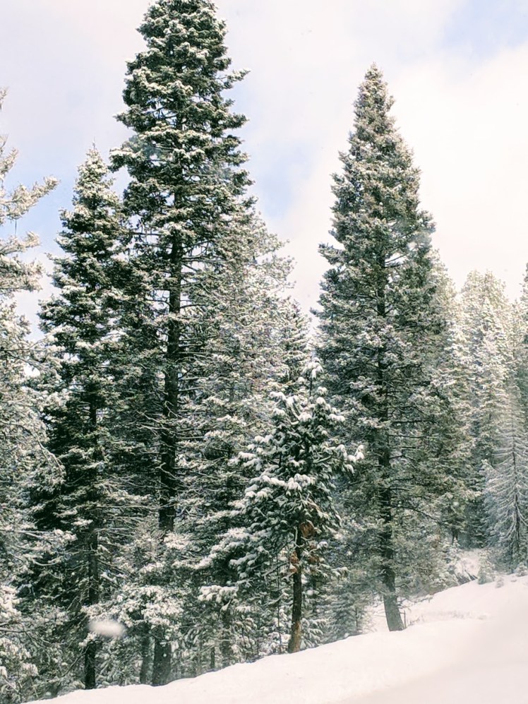 McCall Idaho snow covered trees