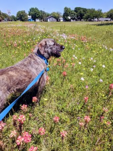 Wild Flowers in Ellinger