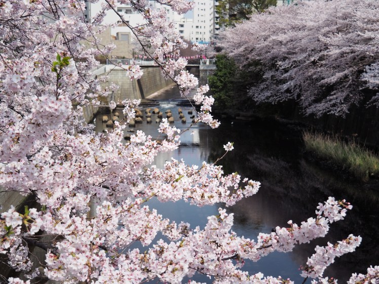 Nakameguro Sakura season Tokyo Japan