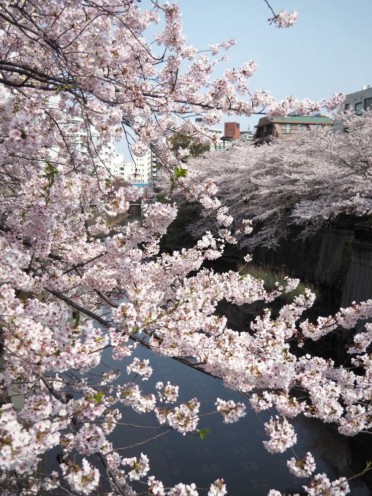 Nakameguro Sakura Cherry Blossoms Tokyo