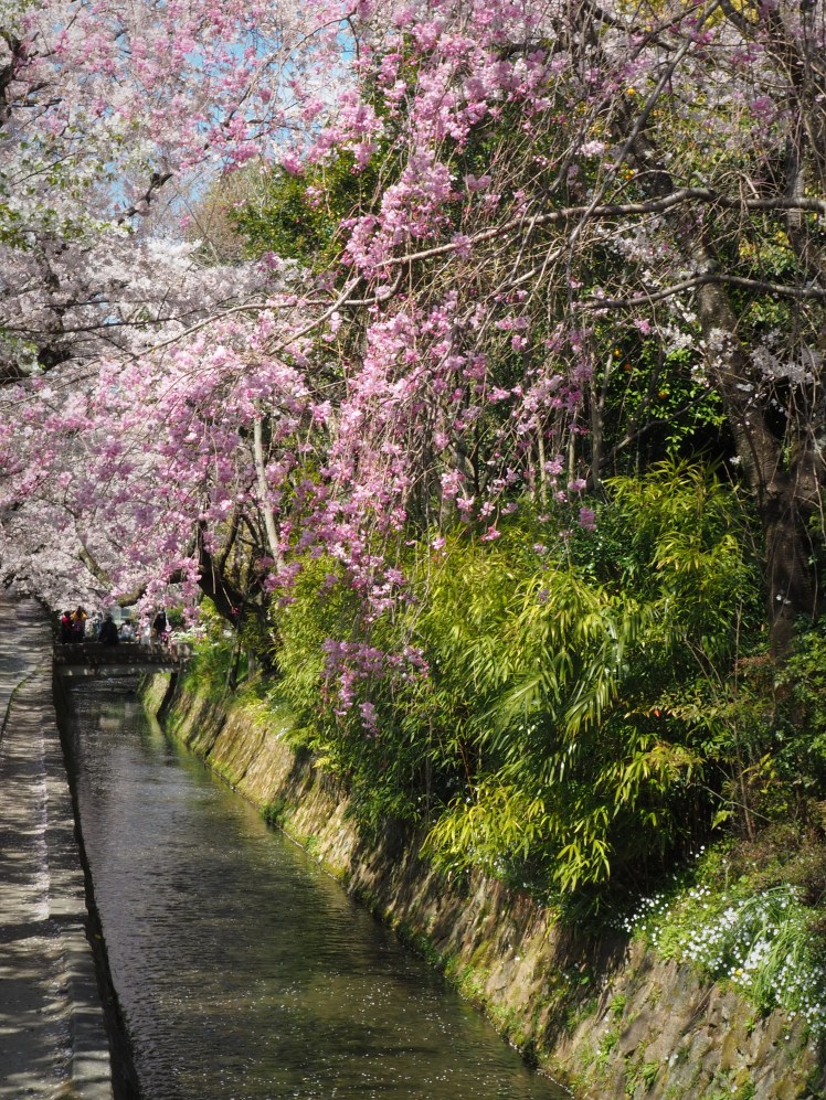 Philosopher's Path Sakura Kyoto Japan