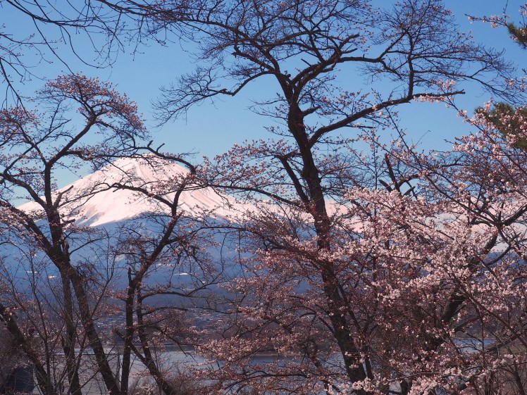 Sakura and Mt Fuji from Lake Kawaguchi