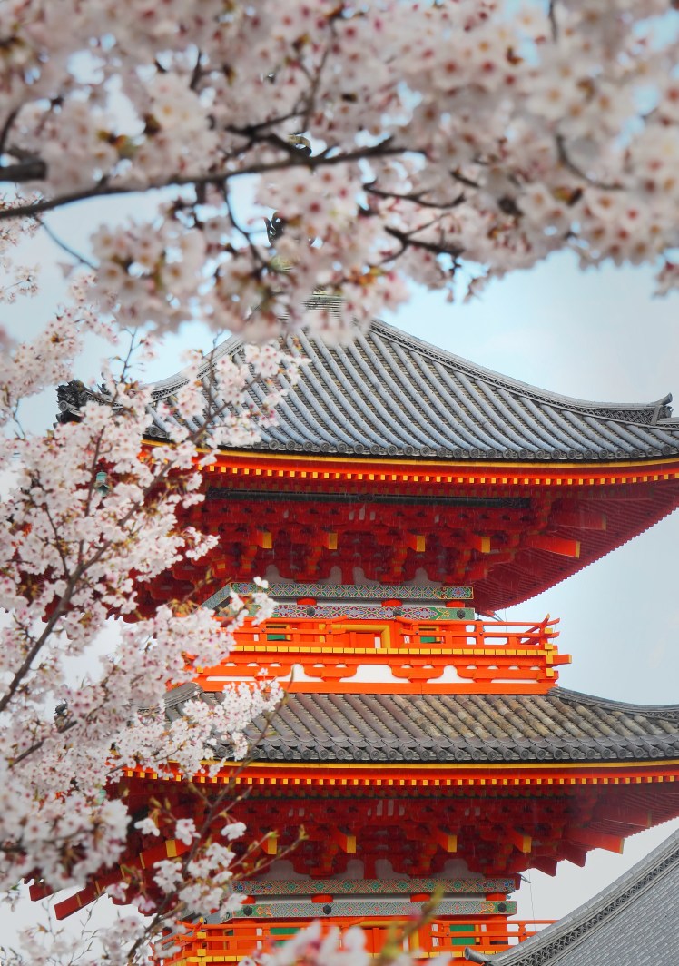 Kiyomizudera Kyoto Japan in sakura season