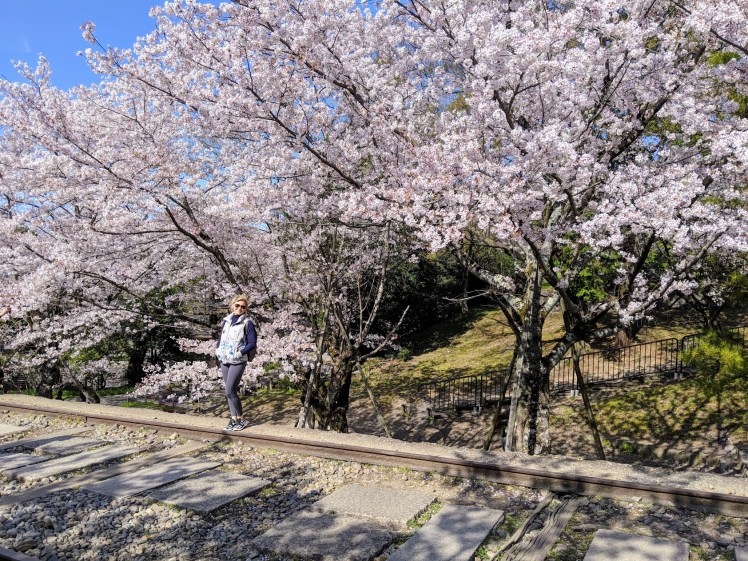 Sakura season kyoto Japan
